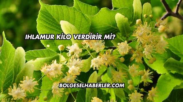 Ihlamur Kilo Verdirir mi?