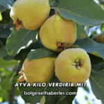 Ayva Kilo Verdirir mi?