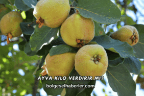 Ayva Kilo Verdirir mi?
