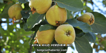 Ayva Kilo Verdirir mi?