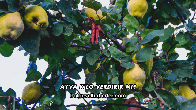 Ayva Kilo Verdirir mi?