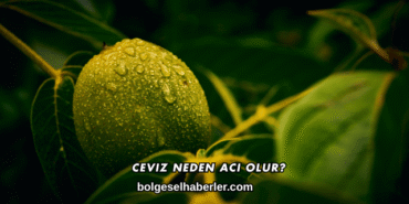 Ceviz Neden Acı Olur?