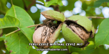 Yerli Ceviz mi İthal Ceviz mi?